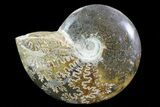 Polished, Agatized Ammonite (Cleoniceras) - Madagascar #75967-1
